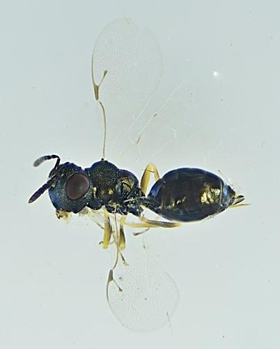 Réf. 310 395 : Pachyneuron sp.